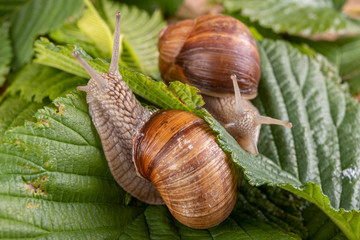 Snail on a green leaf. A mollusk with a house on his back walking through the plants.