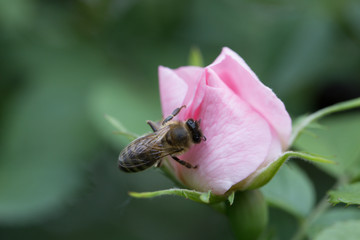 spring (summer) rose flower and bee.