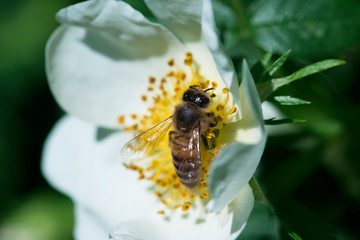 spring (summer) rose flower and bee.