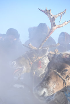 Reindeer in a traditional ornamented sled. deer in the fog.