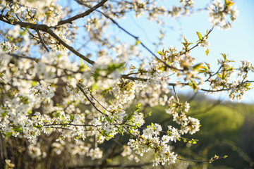 Fruit trees bloom in spring against a background of blue sky and other flowering trees. Close-up