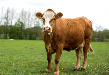 red cow in the meadow