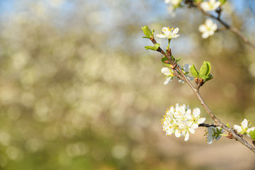 Fruit trees bloom in spring against a background of blue sky and other flowering trees. Close-up
