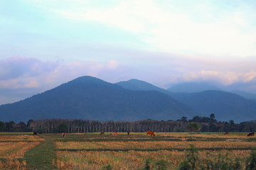 sunrise in the mountains