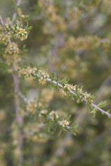 Small white blossoms emerge on Desert Almond, Prunus Fasciculata, Rosaceae, native shrub in Pioneertown Mountains Preserve, Southern Mojave Desert, Springtime.
