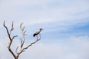 great blue heron