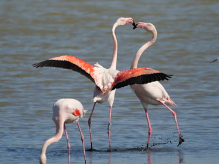 Obraz premium couple of Pink Flamingo fighting with their beaks and with open wings in the water of the lagoon
