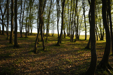 Spring forest at sunset. Young green leaves