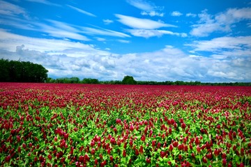 Fototapeta na wymiar Beautiful red field and blue sky with white clouds - trifolium incarnatum