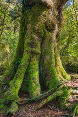 Fototapeta premium The beautiful landscape of the southern island of New Zealand is a mountain range of lake forests.