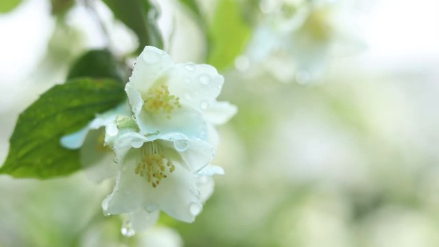 Rain drops on beautiful white blooming Jasmine, buds, Philadelphus flowers or Mock orange in the garden. Close up, cloudy day, selective focus, shallow depts of the field