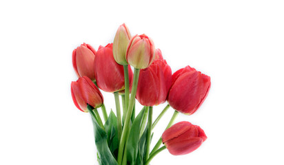 red tulips on a white background, isolate ,space for text