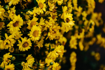 Background with blossoming a chrysanthemum. Floral spring background. Top view of yellow chrysanthemums.