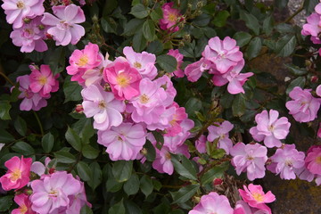 Fleurs roses