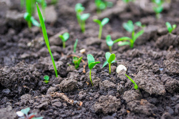 young shoots of flax under the spring sun