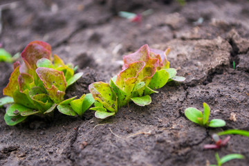 young shoots of lettuce