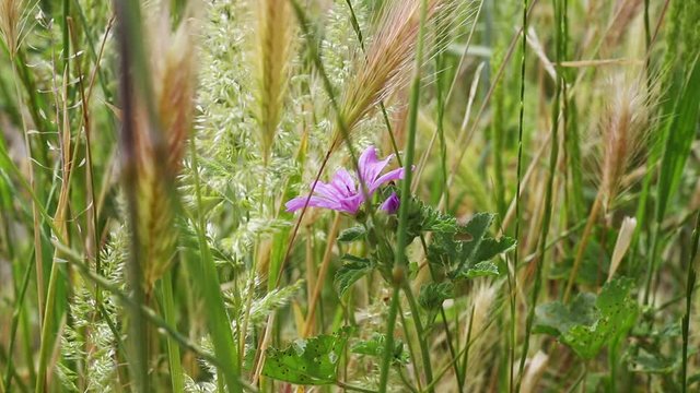 Mallow flower in bloom