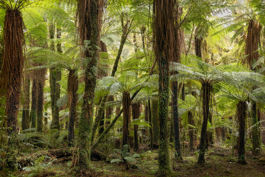 New Zealand Tree Fern - Dicksonia squarrosa