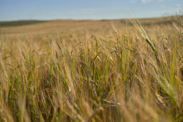 Close-up of a green and golden wheat field at sunset. Rural scenery