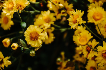 Background with blossoming a chrysanthemum. Floral spring background. Top view of yellow chrysanthemums.