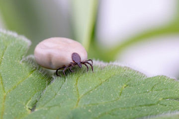 Tick (Ixodes ricinus) walks on green leaf. Danger insect can transmit both bacterial and viral pathogens such as the causative agents of Lyme disease and tick-borne encephalitis.