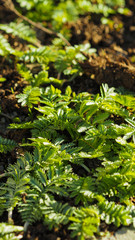 green leaves, concept of nature, plants background
