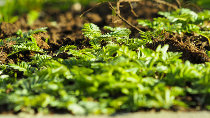 green leaves, concept of nature, plants background