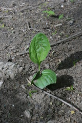 green plant growing in soil