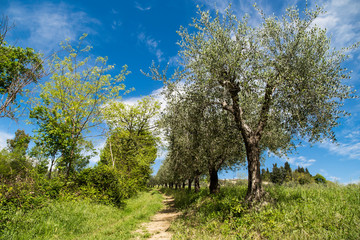 A country road with olive plants