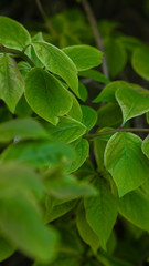 Naklejka na ściany i meble green leaves, concept of nature, plants background