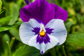 violet pansy flowers, vivid spring colors against a lush green background. Macro images of flower faces. Pansies in the garden