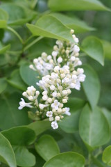 white flowers in the garden