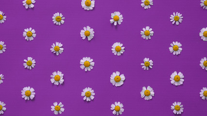Camomile flowers lie on a lilac background. Texture. Colorful pattern. Top view