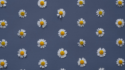 Camomile flowers lie on a gray background. Texture. Colorful pattern. Top view