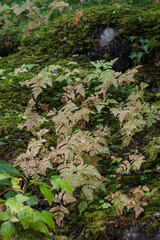 Yellowing ferns on forest litter