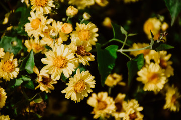 Background with blossoming a chrysanthemum. Floral spring background.  Top view of yellow chrysanthemums.
