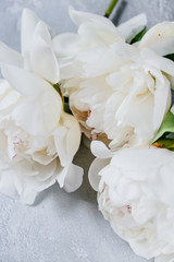 Blooming peony. Cream peony on a gray stone background.