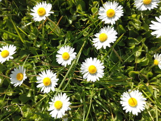 Fototapeta premium daisies in the grass