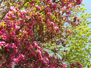 Obraz premium pink cherry blossom