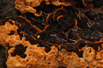Orange mycelium on a tree trunk