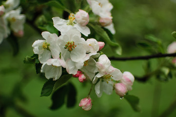 Blossoming apple tree with white flowers during spring sunny day on blurred background