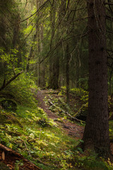 A forest path on a rainy day