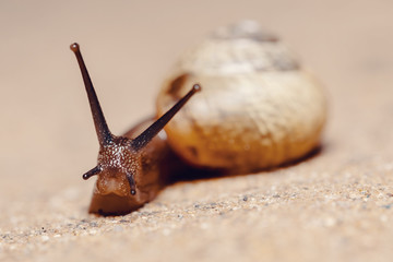 Garden snail (Helix aspersa) in spring garden, european wildlife, Czech Republic