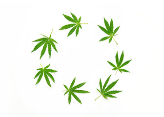 Cannabis leaves on a white background.