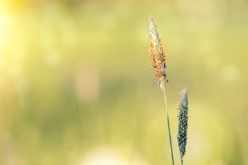 spring grass on summer flowering meadow, shallow focus natural bokeh background, springtime backdrop