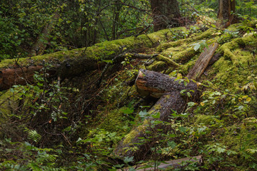 Dead trees covered in moss in the Swedish forest