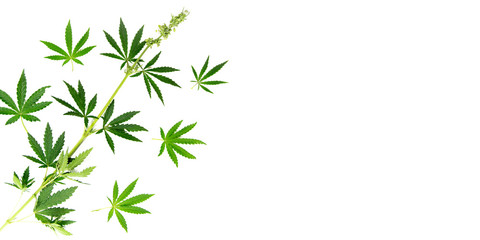 Cannabis plant on a white background.Banner