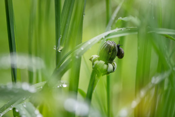 tiny snail sits on a dandelion bud in the green grass