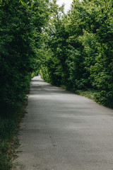 Road in the park with a green tunnel.