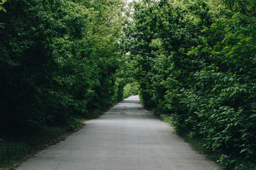 Road in the park with a green tunnel.
